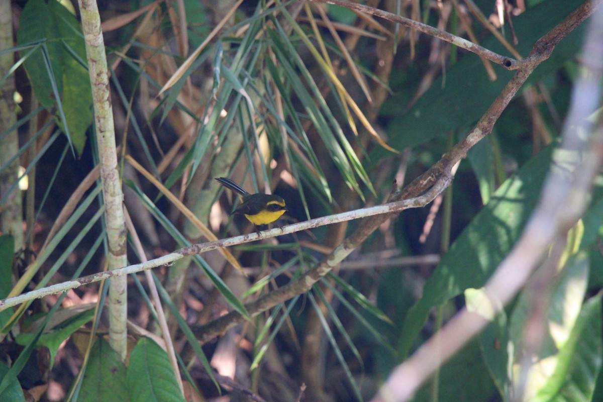 Yellow-bellied Fairy-Fantail - ML650872927