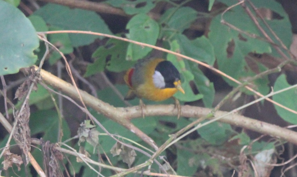 Silver-eared Mesia - ML650872937