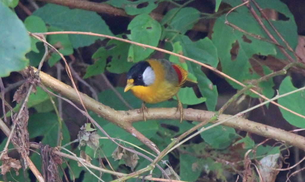 Silver-eared Mesia - ML650872938