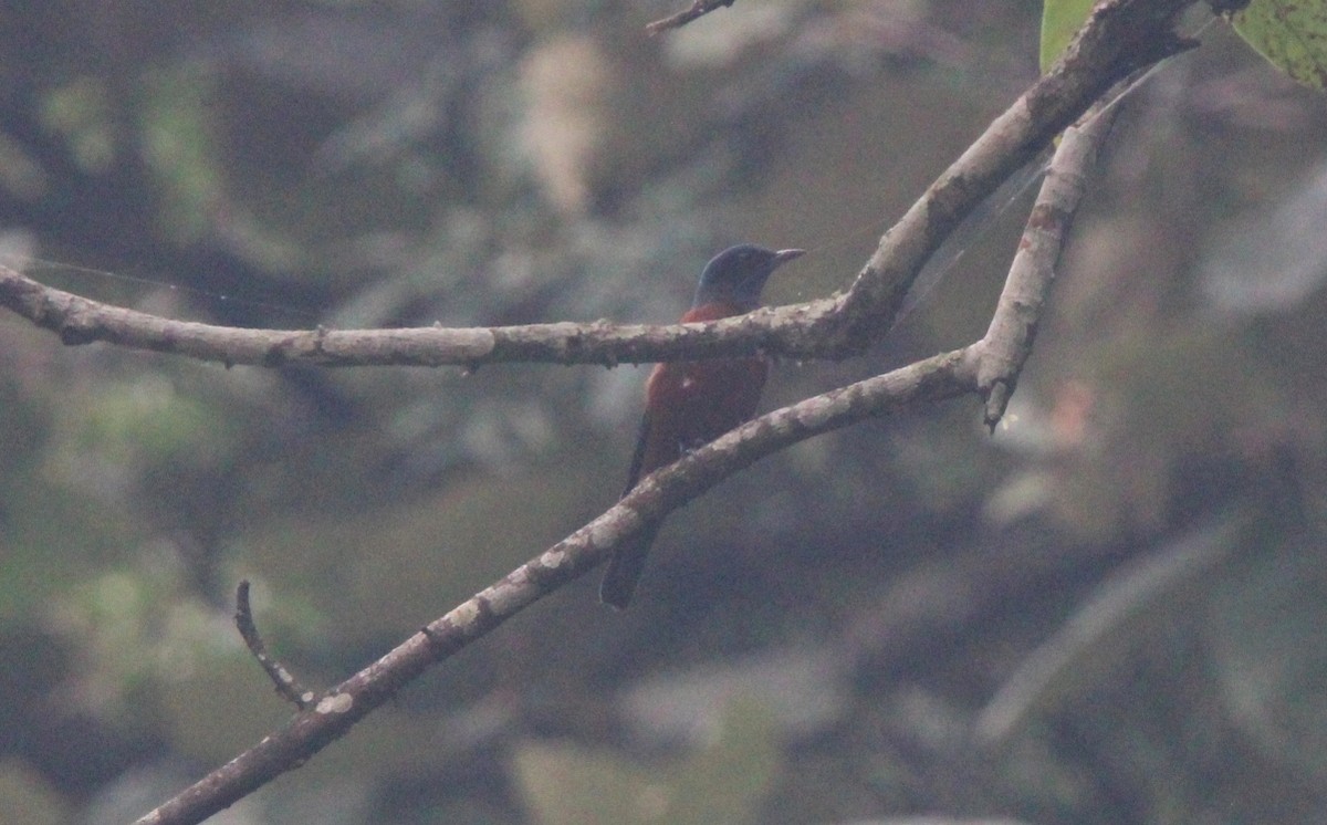 Chestnut-bellied Rock-Thrush - ML650872953