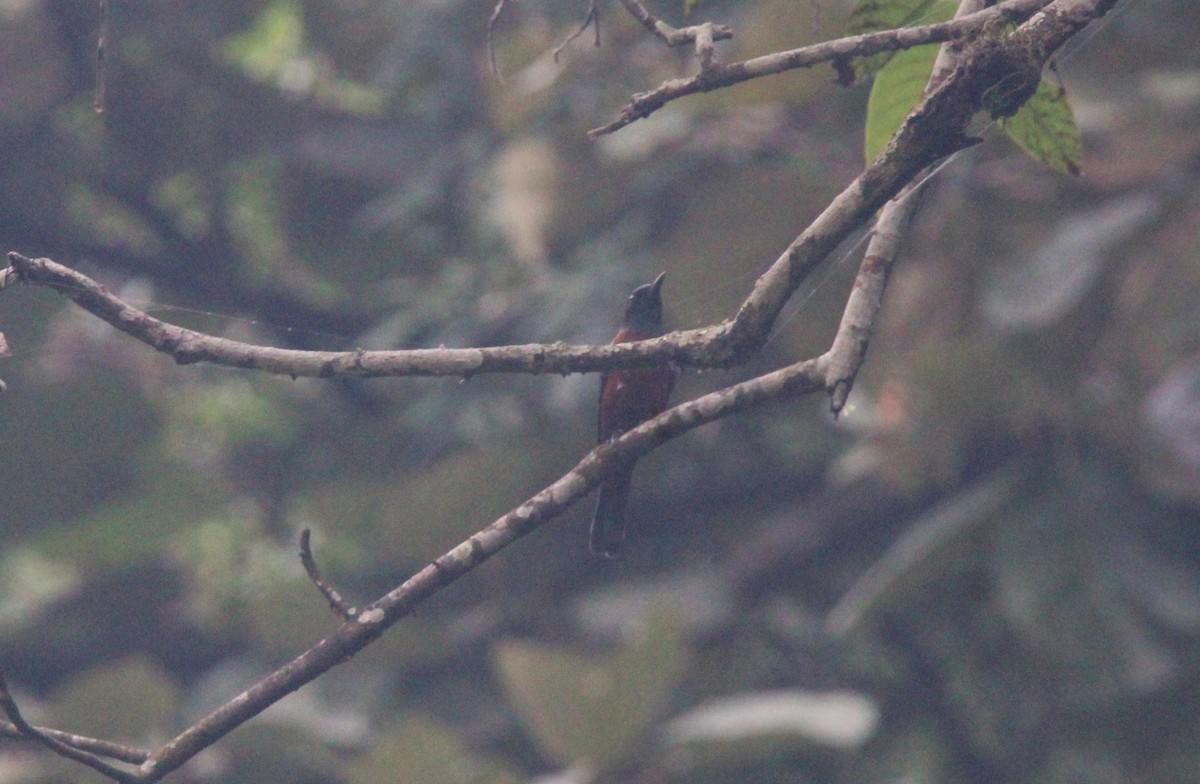Chestnut-bellied Rock-Thrush - ML650872954