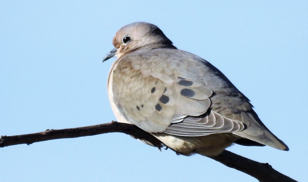 Eared Dove - ML65087301