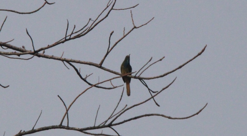 Blue-bearded Bee-eater - ML650873700