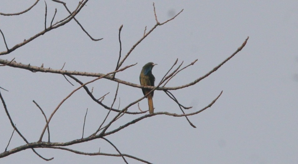 Blue-bearded Bee-eater - ML650873701