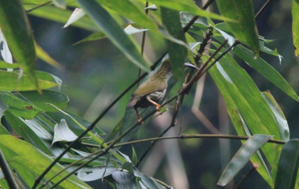 Streaked Spiderhunter - ML650873736