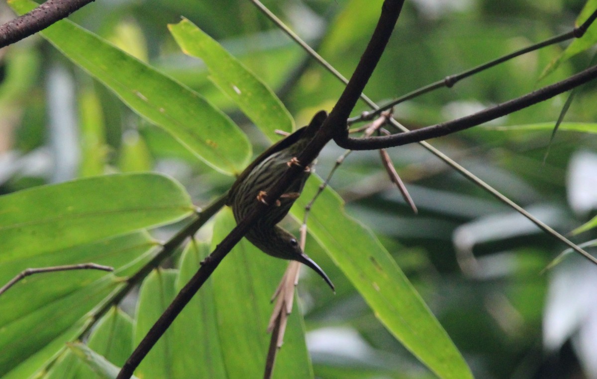 Streaked Spiderhunter - ML650873737