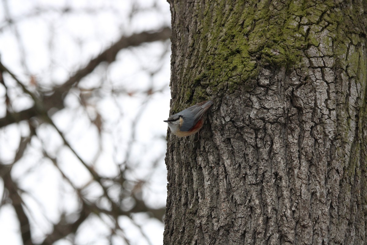 Eurasian Nuthatch - ML650873758