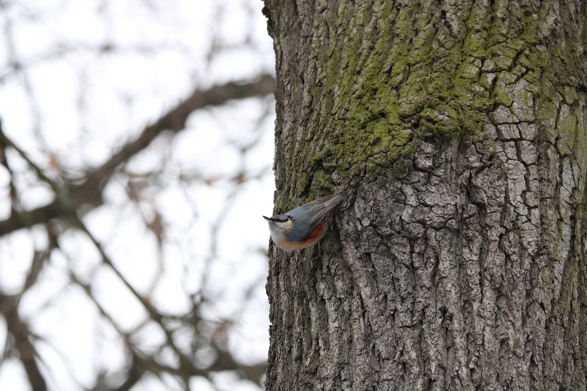 Eurasian Nuthatch - ML650873759