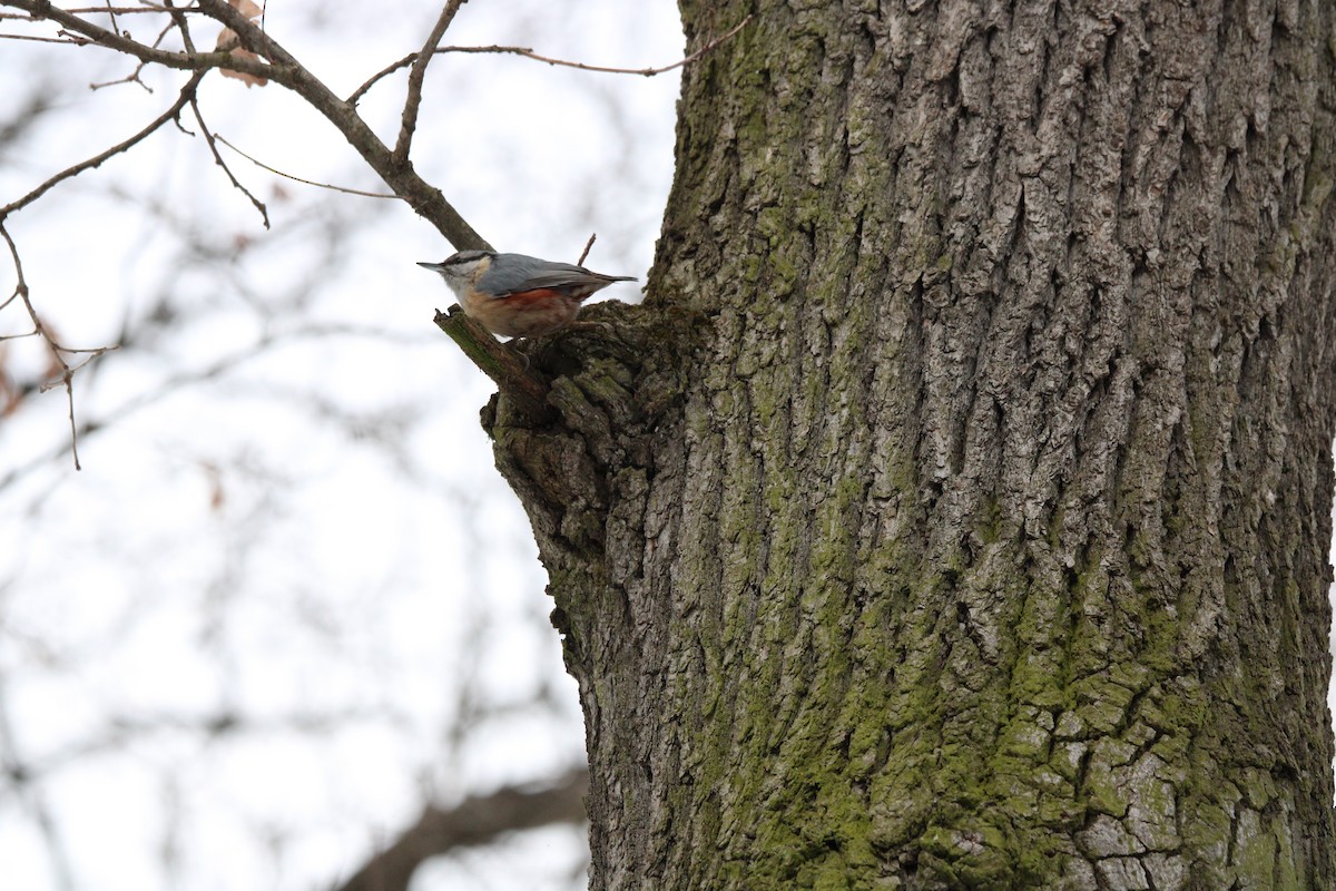 Eurasian Nuthatch - ML650873760