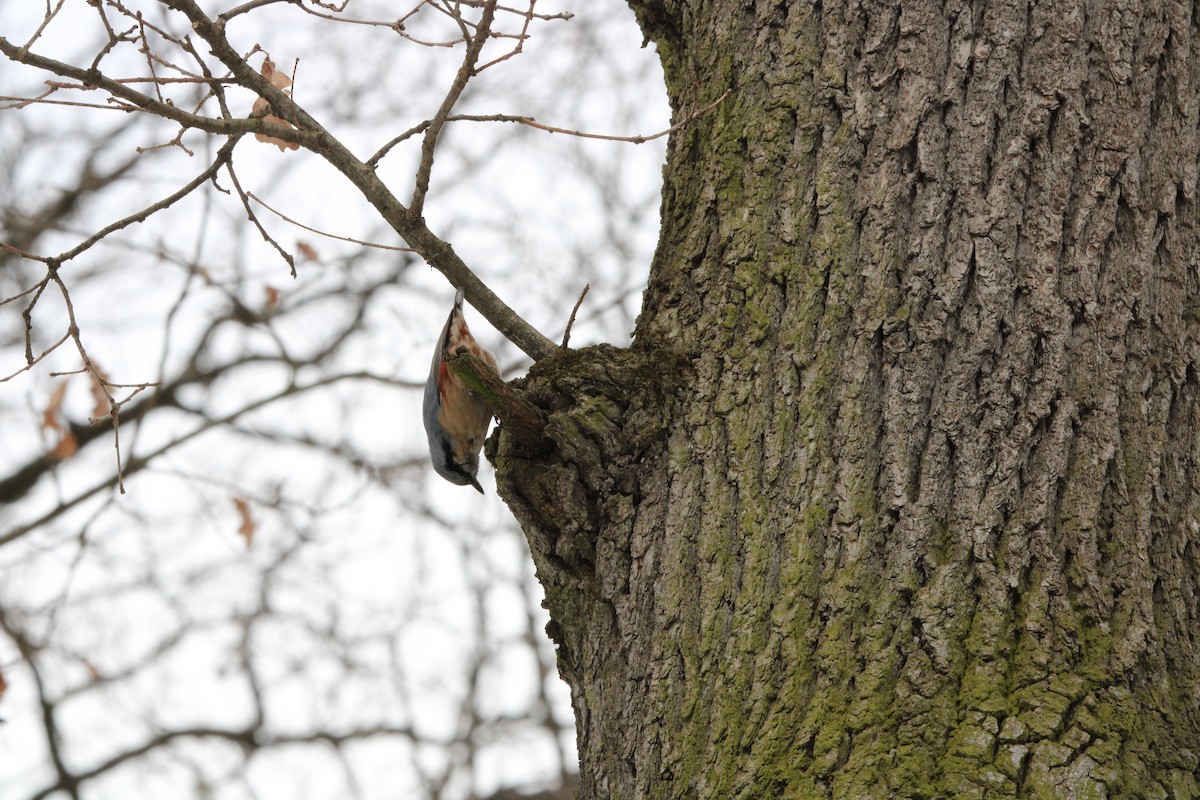 Eurasian Nuthatch - ML650873761