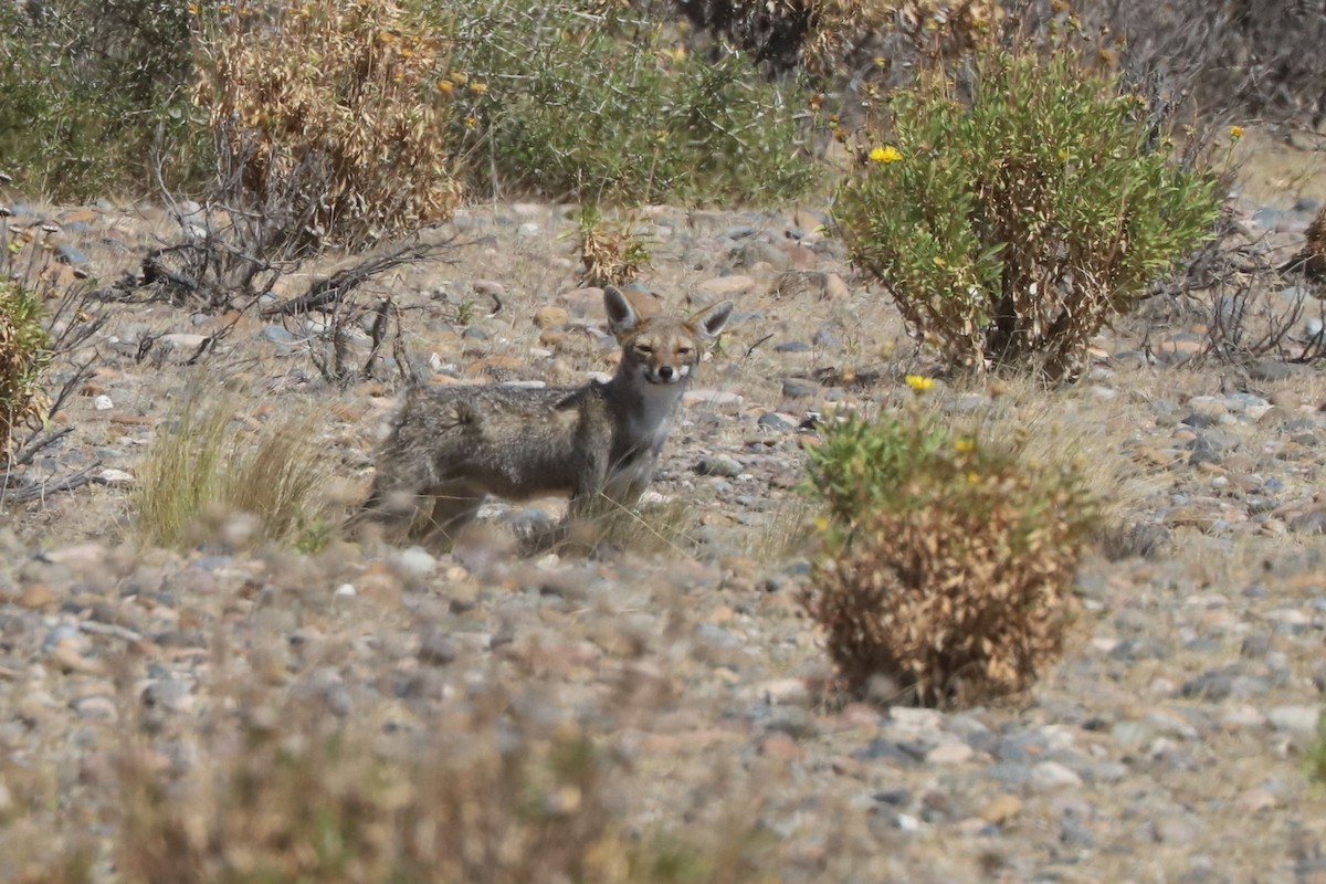 Renard gris d'Argentine - ML650873776