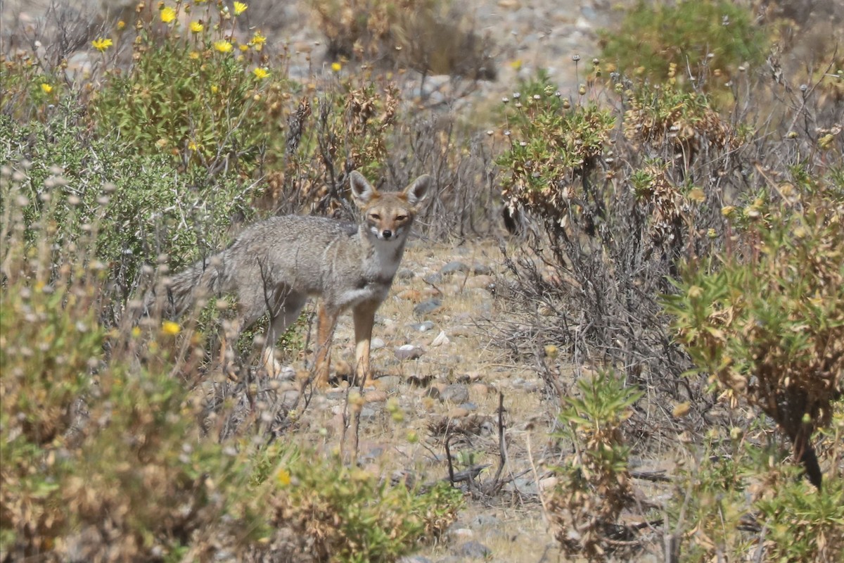 Renard gris d'Argentine - ML650873777