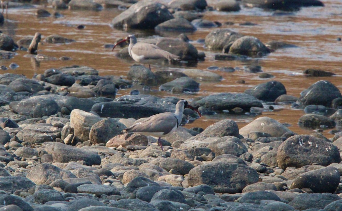 Ibisbill - ML650873870