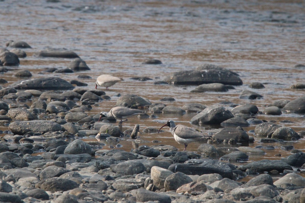 Ibisbill - ML650873871