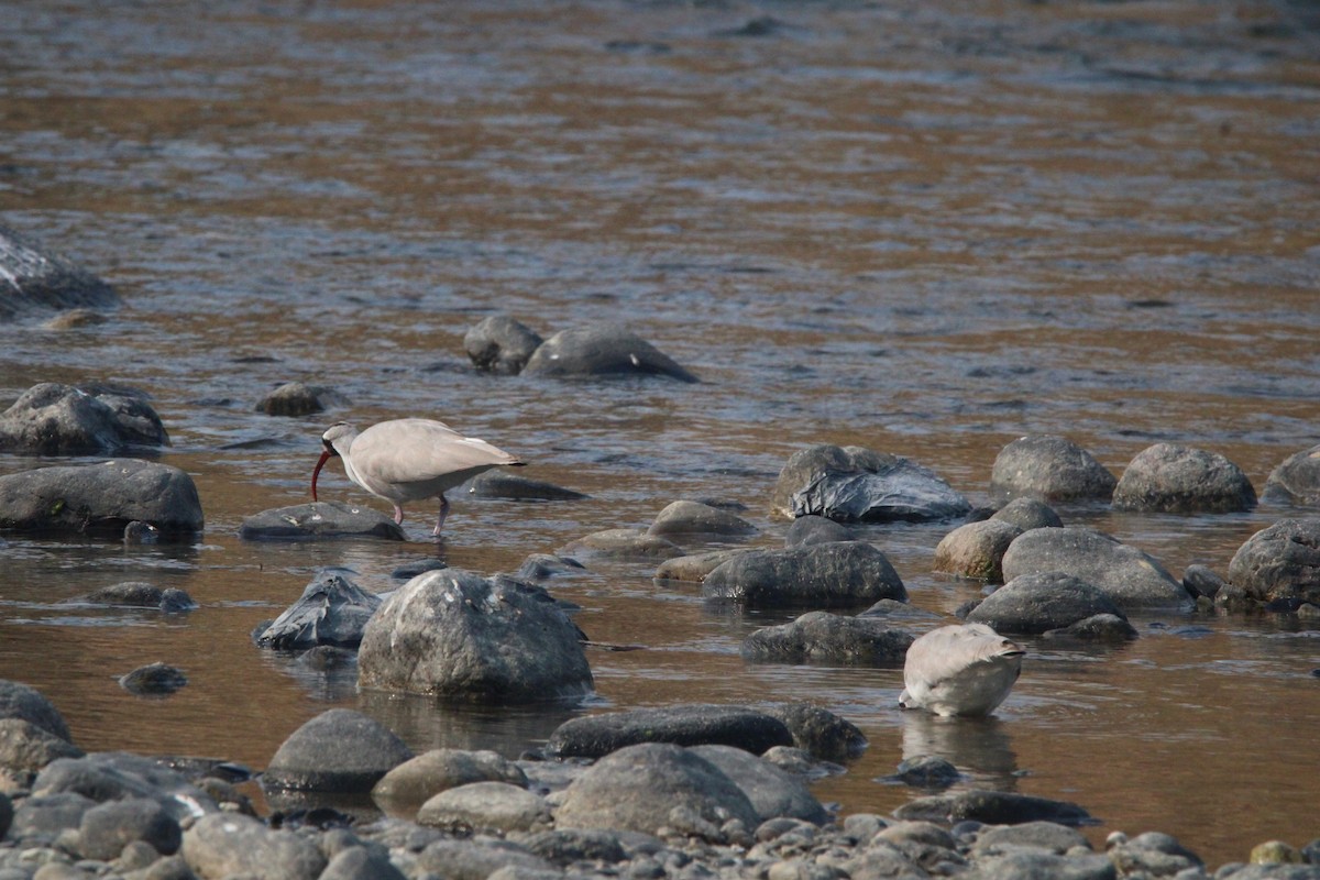 Ibisbill - ML650873872