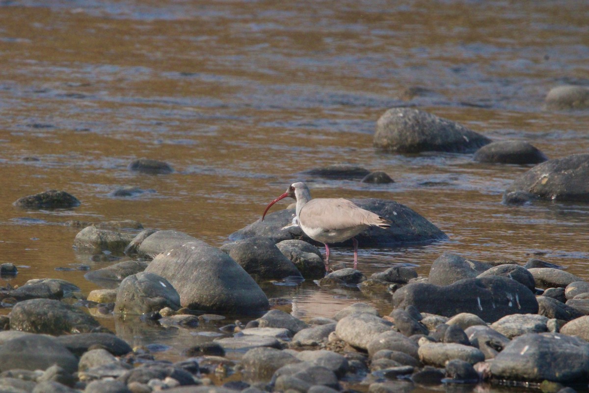 Ibisbill - ML650873873