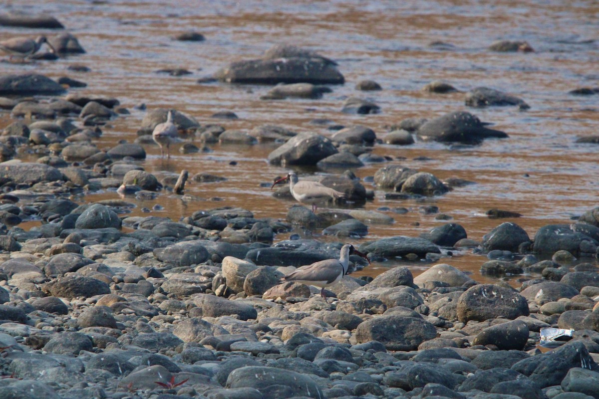 Ibisbill - ML650873874