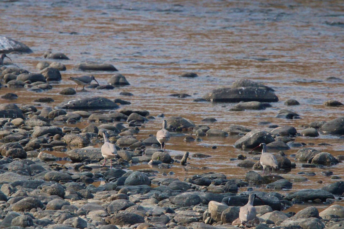 Ibisbill - ML650873875