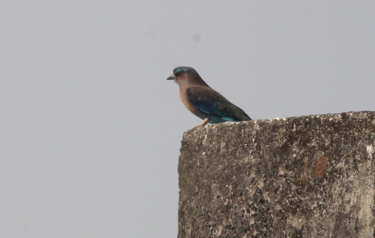 Indochinese Roller - ML650873882