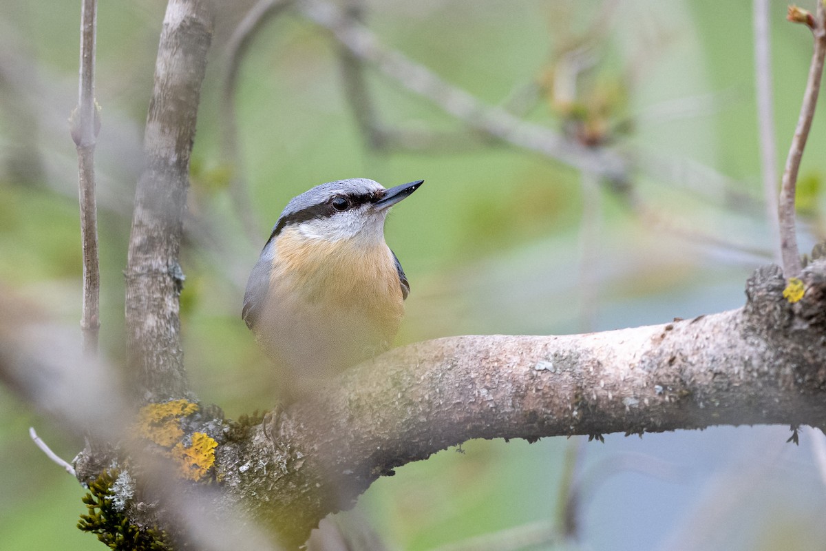 Eurasian Nuthatch - ML650873978
