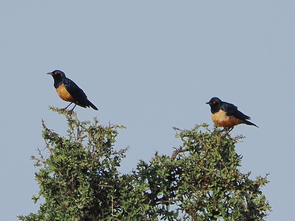 Hildebrandt's Starling - ML650873999