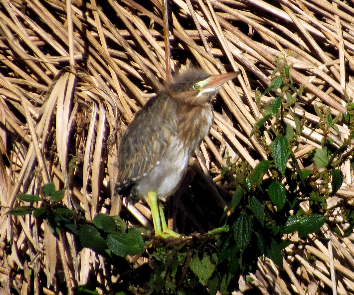 אנפית דרום אמריקנית - ML650874013