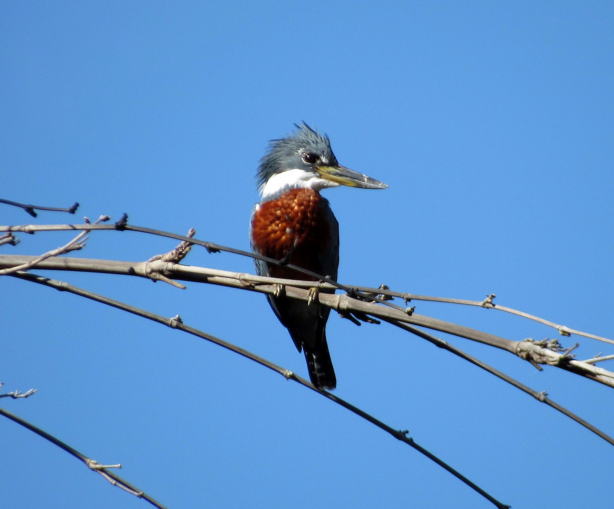 Ringed Kingfisher - ML650874024