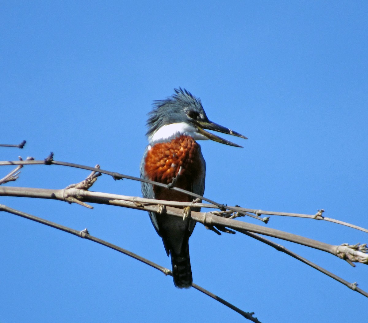 Ringed Kingfisher - ML650874025