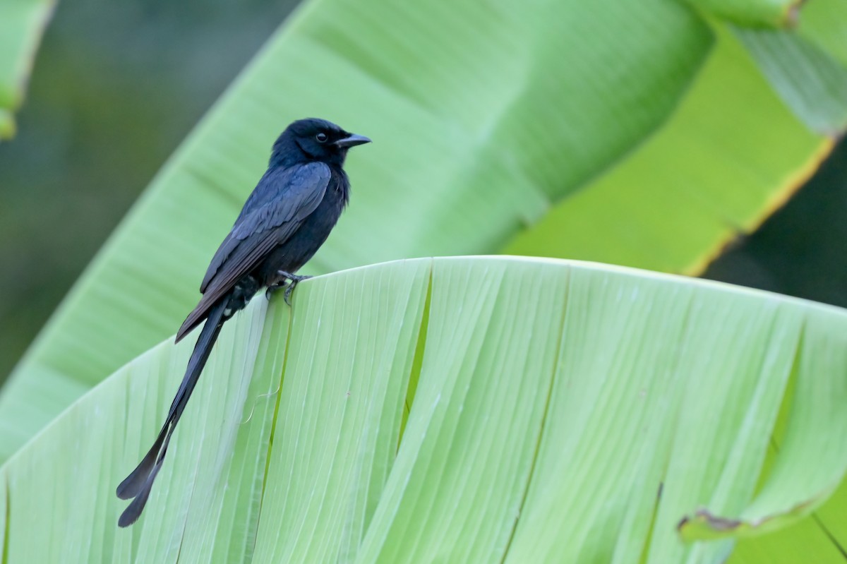 Black Drongo - ML650874260