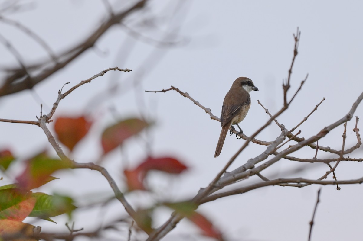 Brown Shrike - ML650874265
