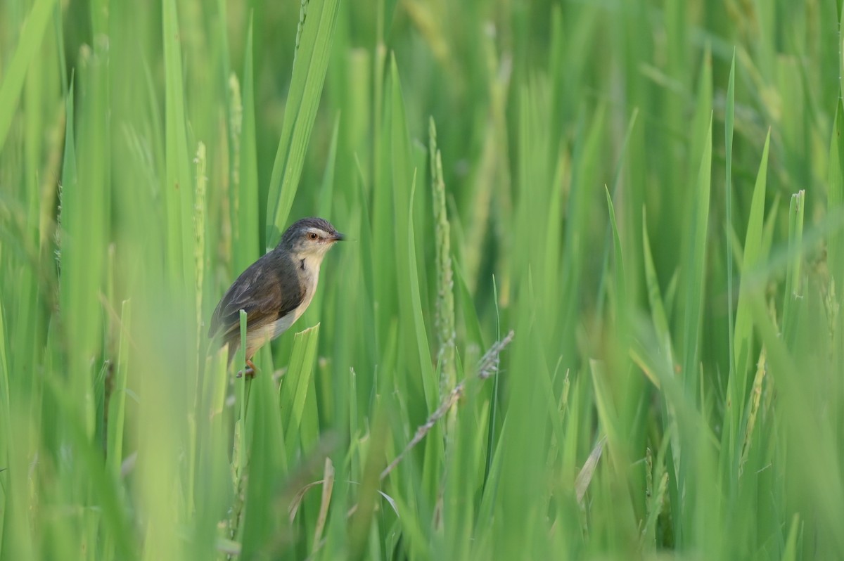 Plain Prinia - ML650874270