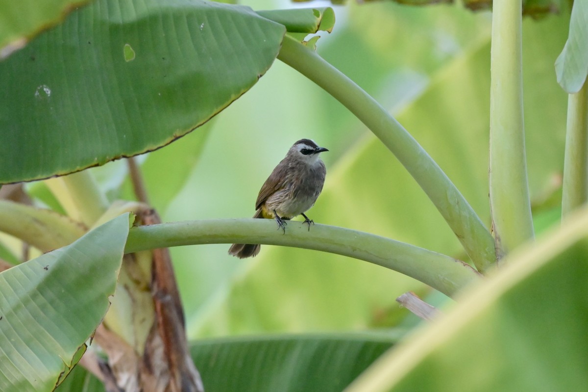 Yellow-vented Bulbul - ML650874275