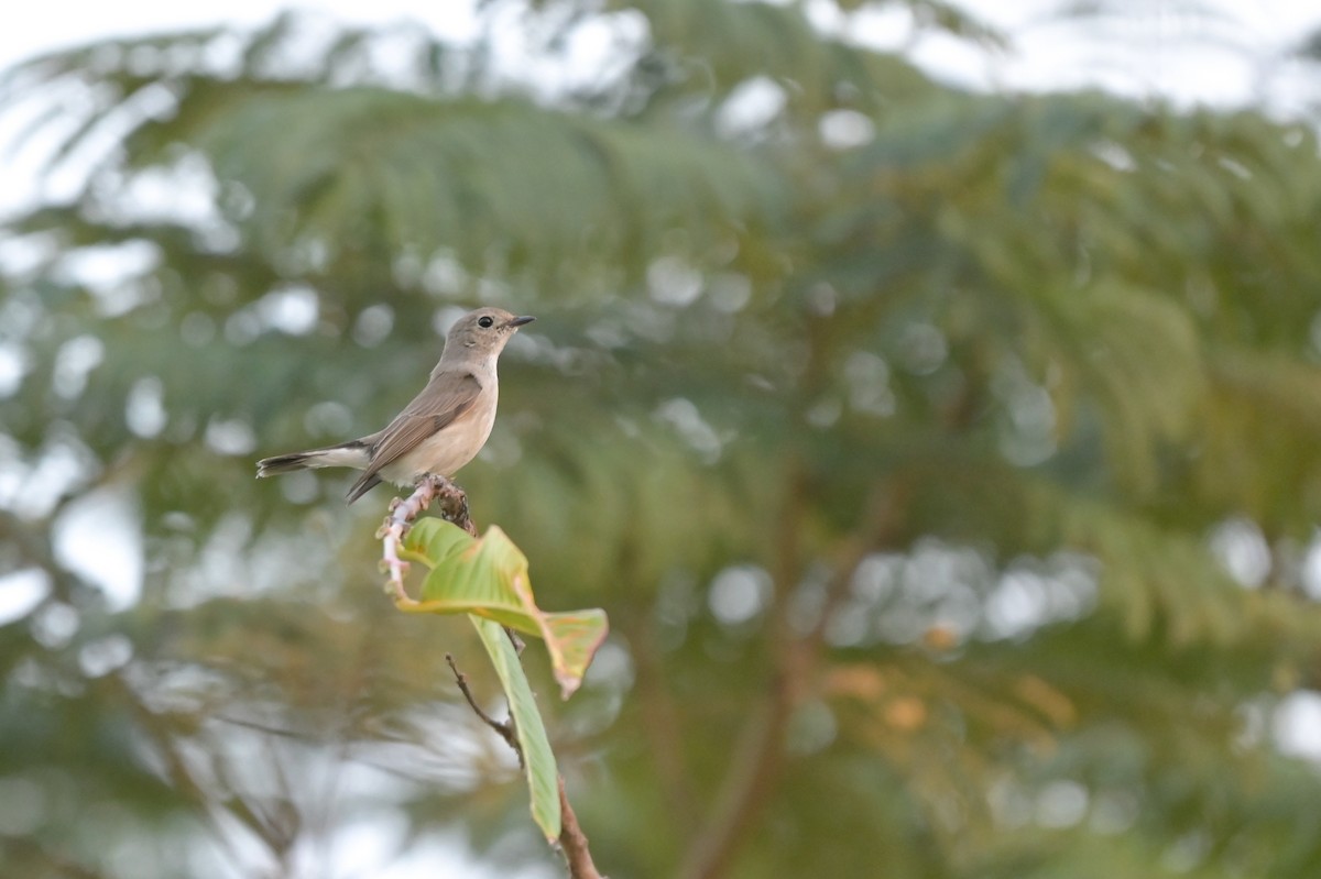 Taiga Flycatcher - ML650874279
