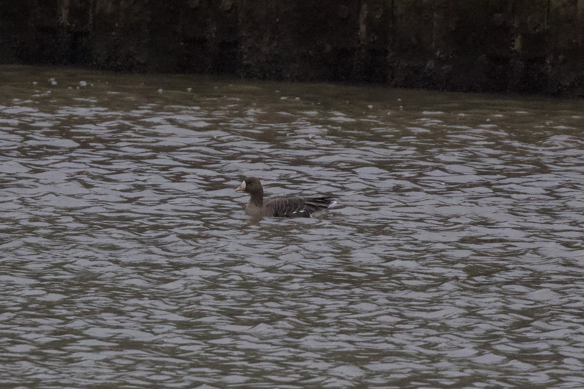 白額雁 - ML650874282