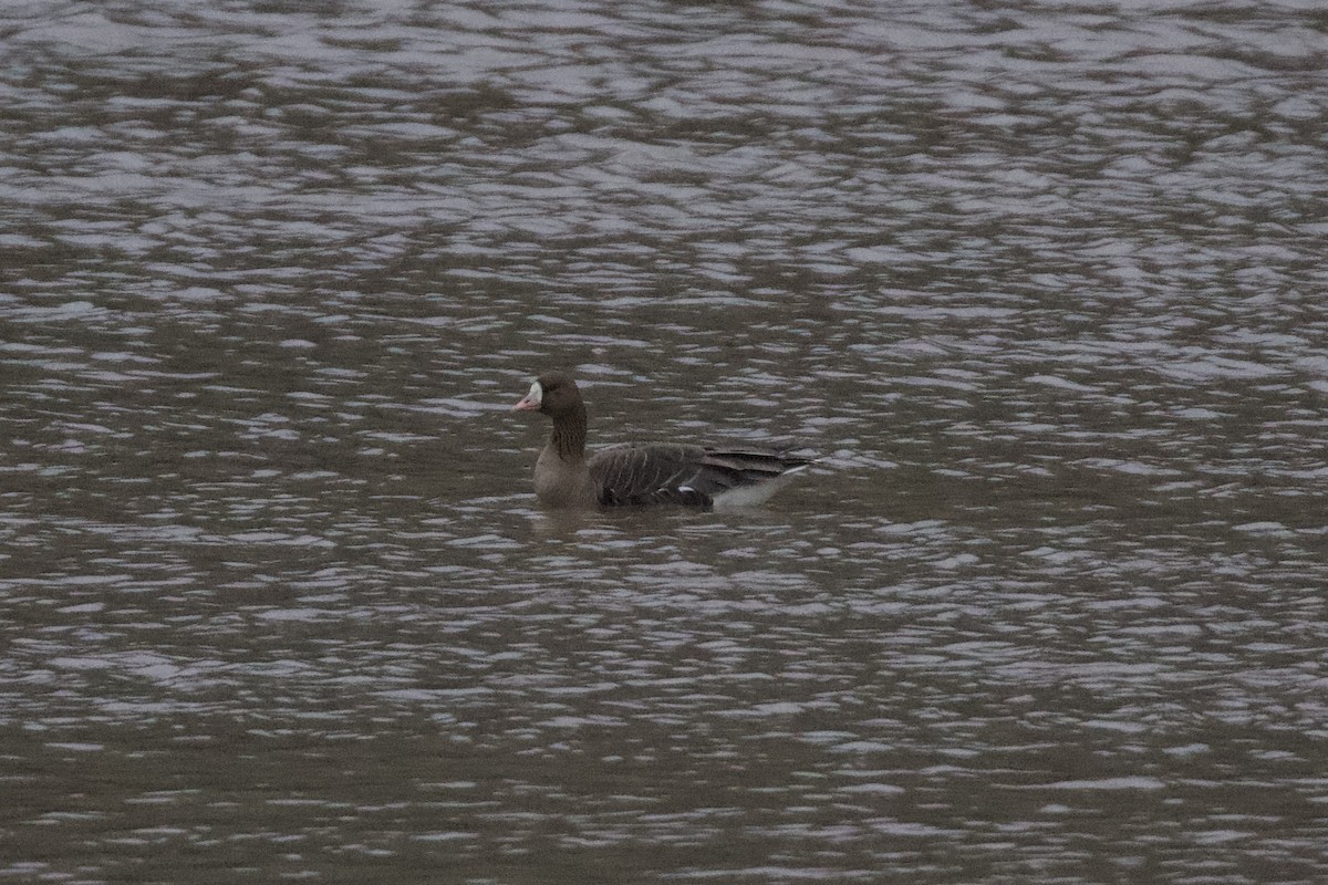 白額雁 - ML650874283