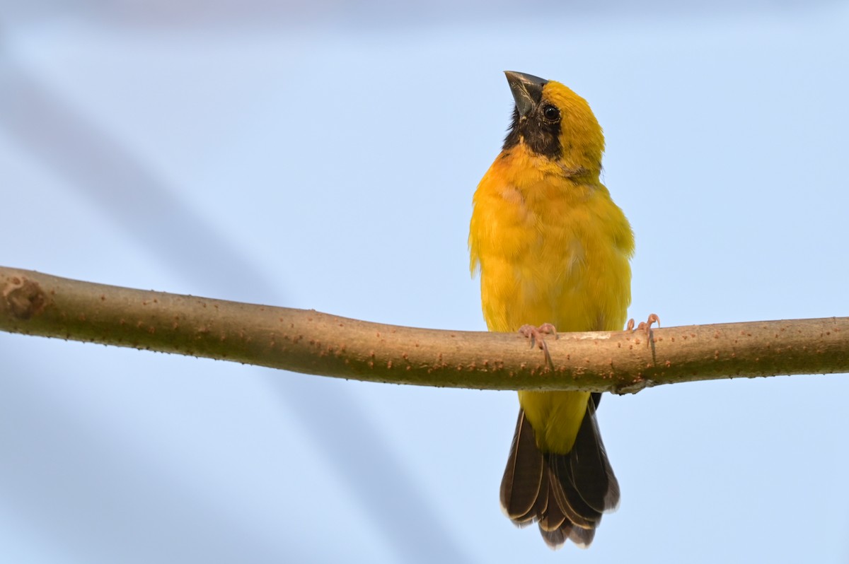 Asian Golden Weaver - ML650874285