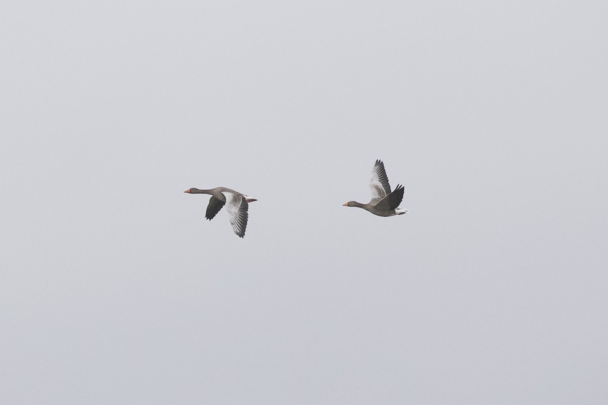 灰雁 - ML650874312