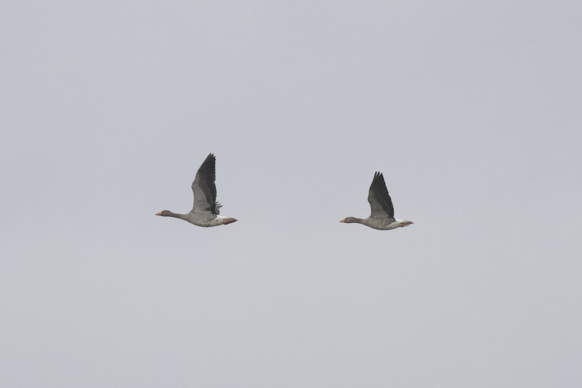 灰雁 - ML650874313