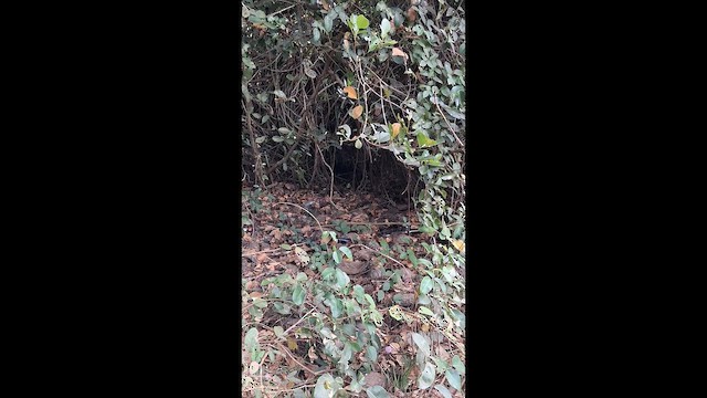 Polluela Pechirrufa - ML650874324