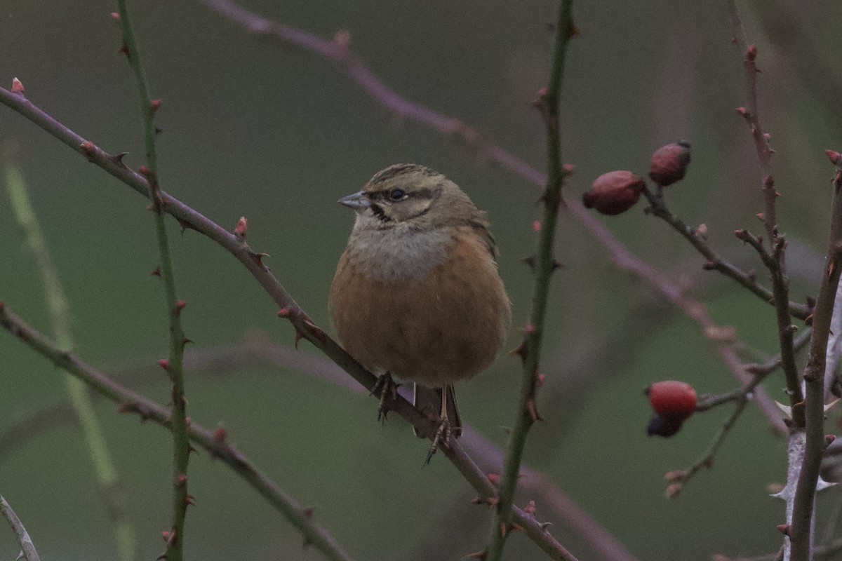 Rock Bunting - ML650874332