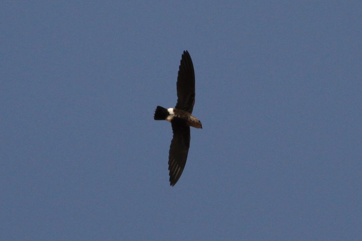 Mottled Spinetail - ML650874703