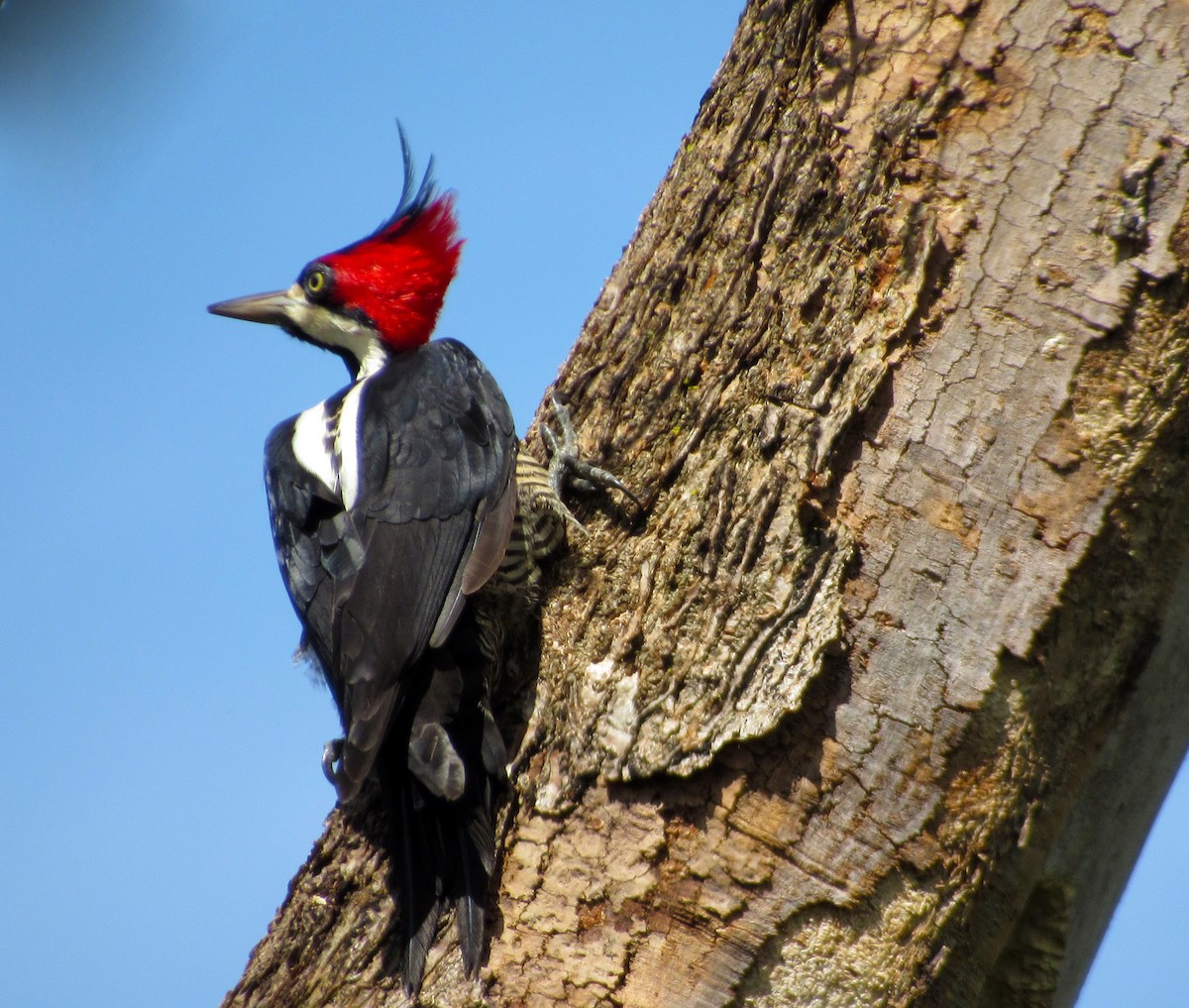 Crimson-crested Woodpecker - ML650874736