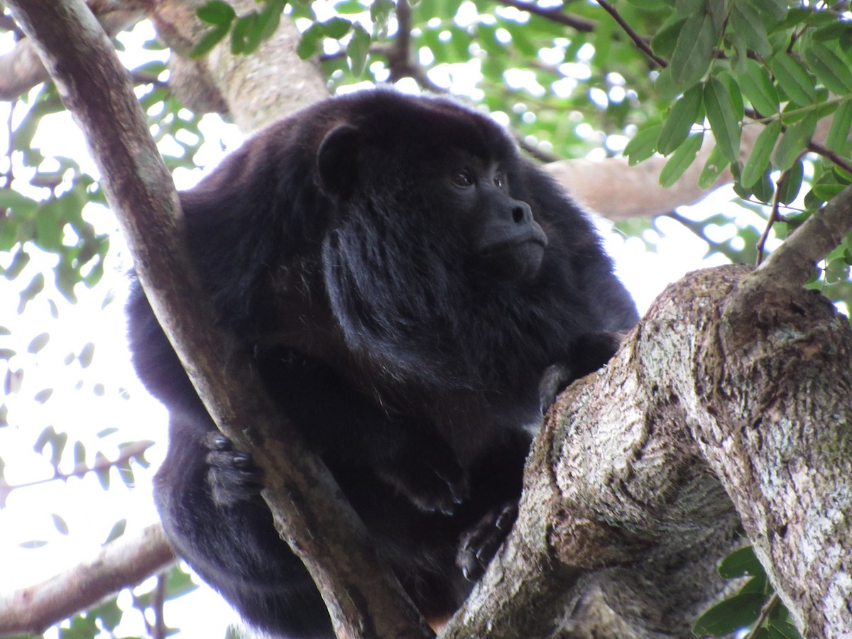 Black-and-gold Howler Monkey - ML650874755