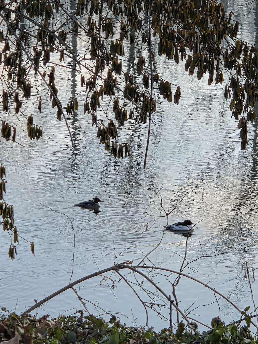 カワアイサ - ML650874768