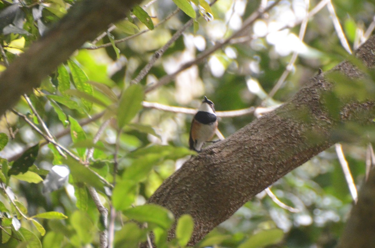 Cape Batis - ML650874899