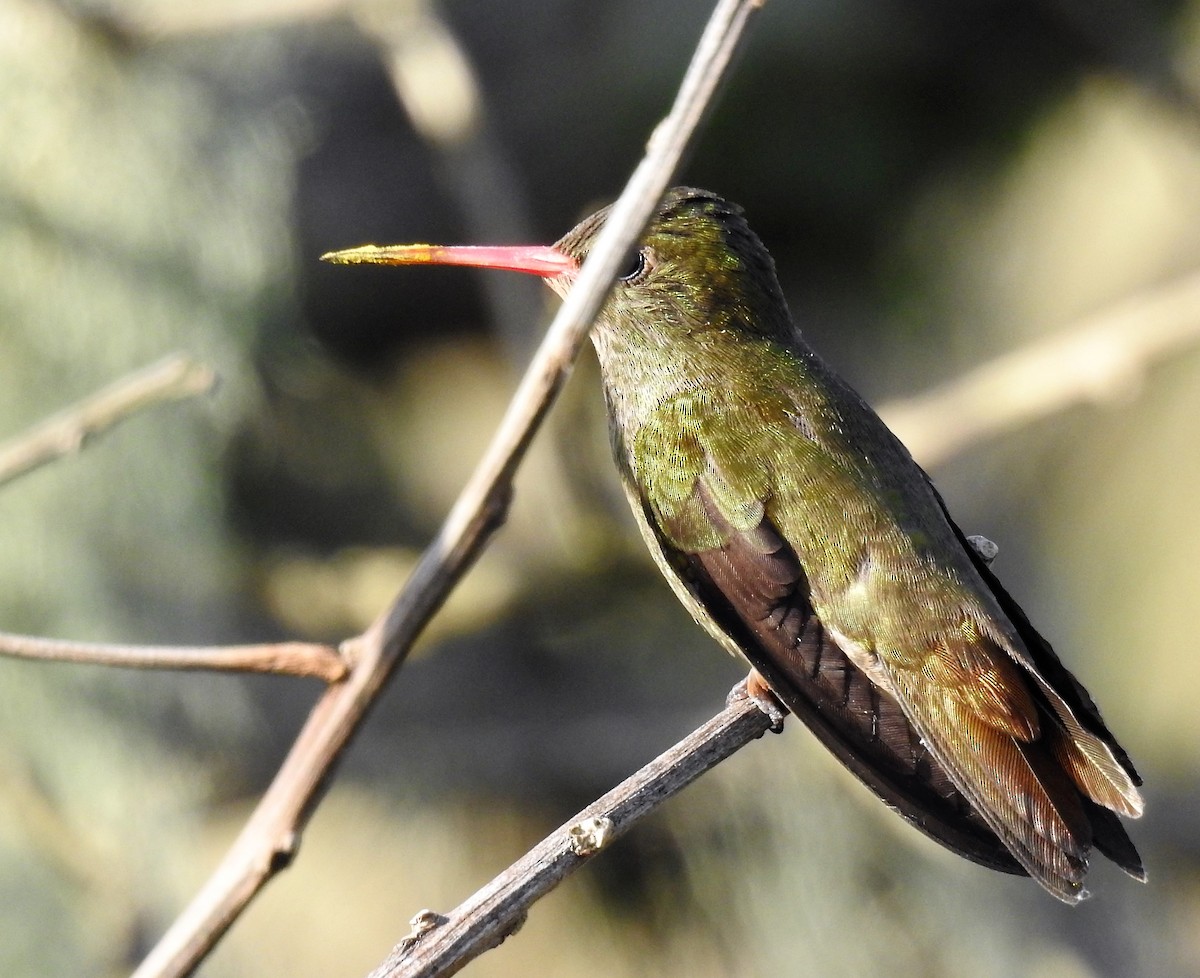 Gilded Hummingbird - ML65087491