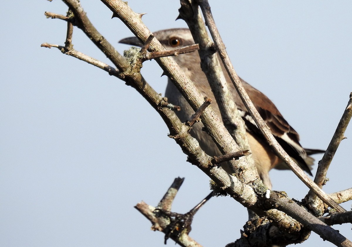 White-banded Mockingbird - ML65087571