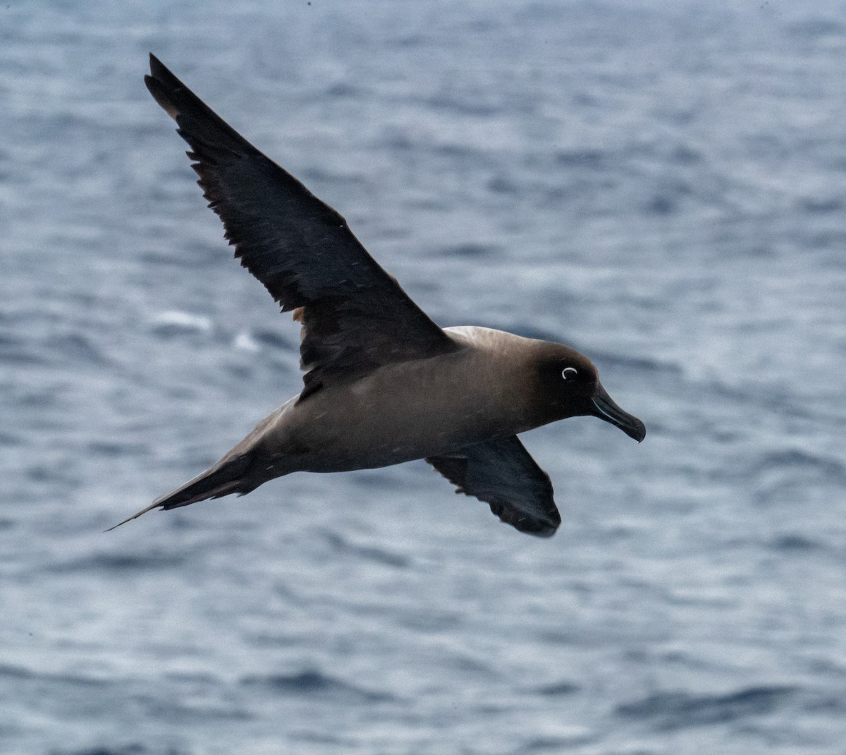 Light-mantled Albatross - ML650875947