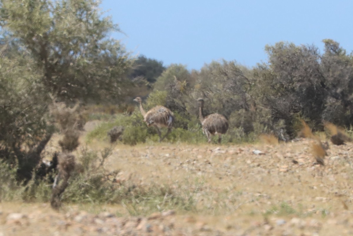 Nandou de Darwin - ML650876101