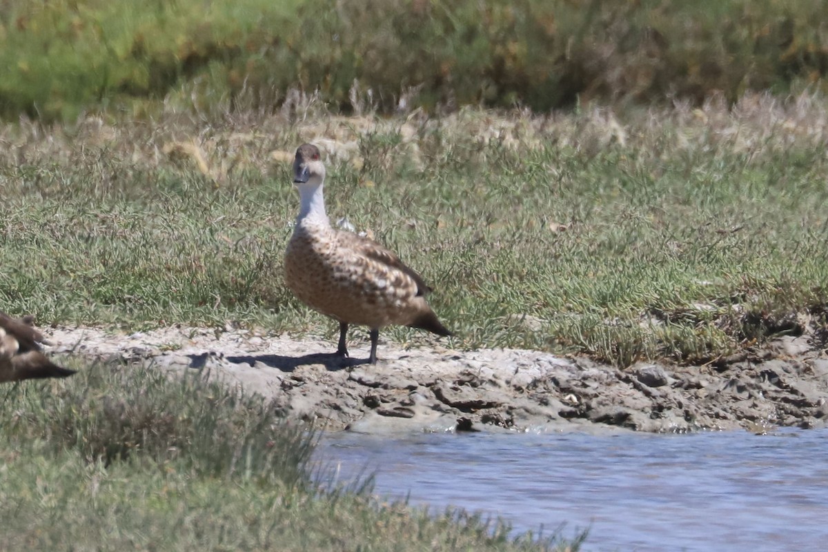 Canard huppé - ML650876209